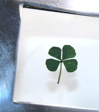 Load image into Gallery viewer, Vintage lucky four leaf clover pressed in silver/chrome frame
